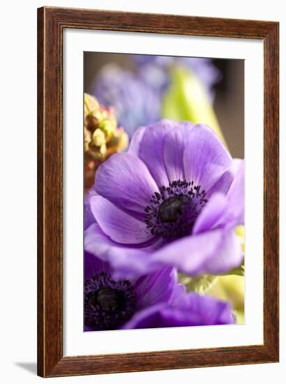 Flower, Anemone, Blossom-Nikky Maier-Framed Photographic Print