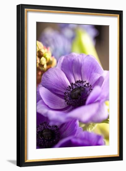 Flower, Anemone, Blossom-Nikky Maier-Framed Photographic Print