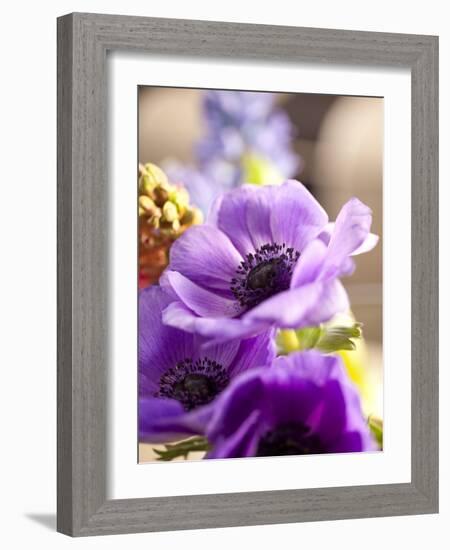 Flower, Anemone, Blossom-Nikky Maier-Framed Photographic Print