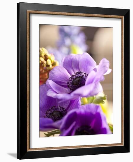 Flower, Anemone, Blossom-Nikky Maier-Framed Photographic Print