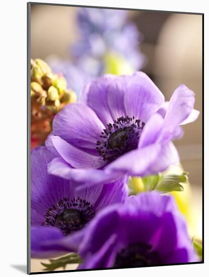 Flower, Anemone, Blossom-Nikky Maier-Mounted Photographic Print