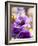 Flower, Anemone, Blossom-Nikky Maier-Framed Photographic Print