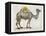 Flower Back Camel-Christopher James-Framed Stretched Canvas