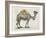 Flower Back Camel-Christopher James-Framed Art Print