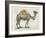 Flower Back Camel-Christopher James-Framed Art Print