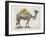 Flower Back Camel-Christopher James-Framed Art Print