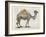 Flower Back Camel-Christopher James-Framed Art Print