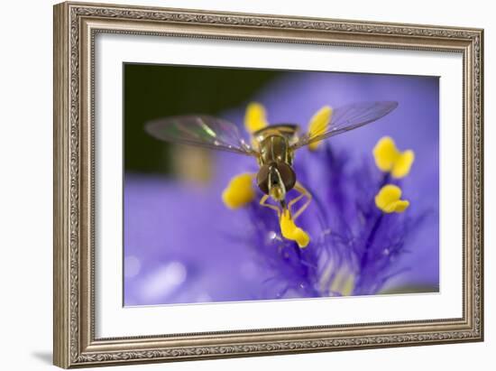 Flower, Bee-Gordon Semmens-Framed Photographic Print