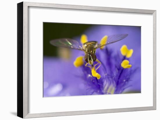 Flower, Bee-Gordon Semmens-Framed Photographic Print