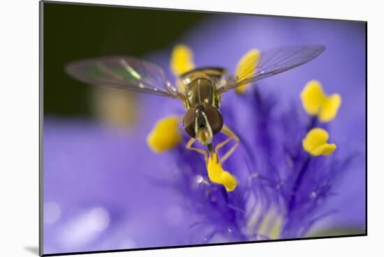 Flower, Bee-Gordon Semmens-Mounted Photographic Print