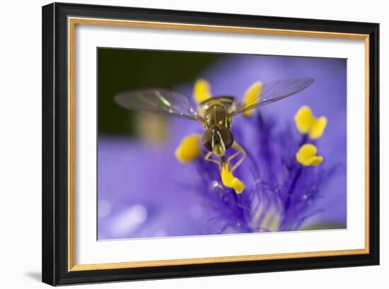Flower, Bee-Gordon Semmens-Framed Photographic Print