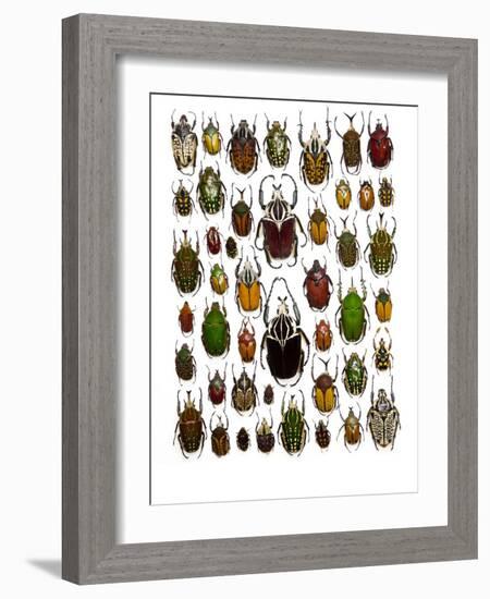 Flower Beetle Poster Cetonidae-Darrell Gulin-Framed Photographic Print