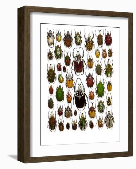 Flower Beetle Poster Cetonidae-Darrell Gulin-Framed Photographic Print