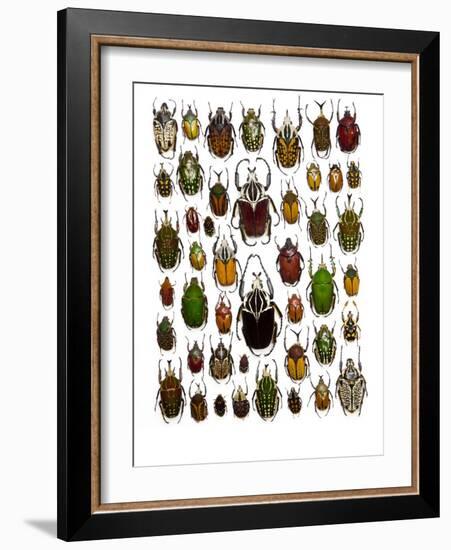 Flower Beetle Poster Cetonidae-Darrell Gulin-Framed Photographic Print