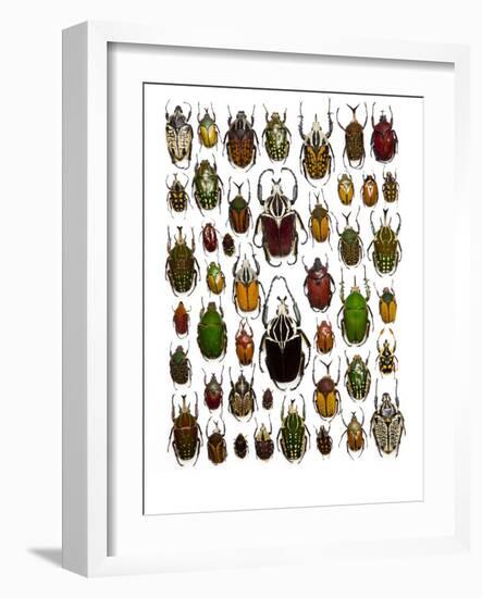 Flower Beetle Poster Cetonidae-Darrell Gulin-Framed Photographic Print