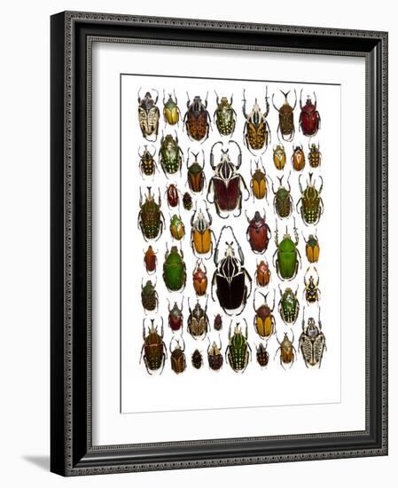 Flower Beetle Poster Cetonidae-Darrell Gulin-Framed Photographic Print