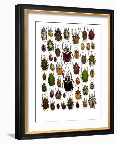 Flower Beetle Poster Cetonidae-Darrell Gulin-Framed Photographic Print