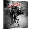 Flower Bike Square with Border-Gail Peck-Mounted Art Print