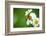 Flower Blossom And Bee-prajit48-Framed Photographic Print