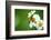 Flower Blossom And Bee-prajit48-Framed Photographic Print