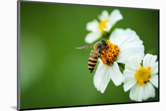 Flower Blossom And Bee-prajit48-Mounted Photographic Print