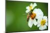 Flower Blossom And Bee-prajit48-Mounted Photographic Print