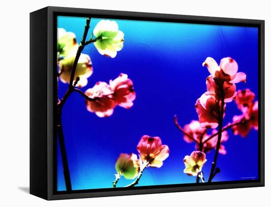 Flower Blossoms-Aaron Farrington-Framed Premier Image Canvas