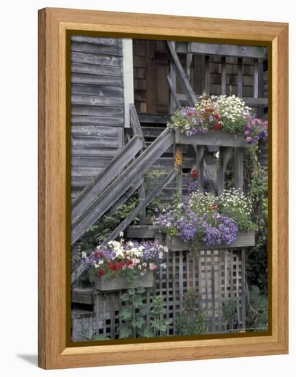 Flower Boxes on Whidbey Island, Washington, USA-William Sutton-Framed Premier Image Canvas