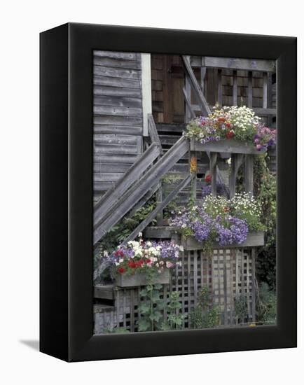 Flower Boxes on Whidbey Island, Washington, USA-William Sutton-Framed Premier Image Canvas