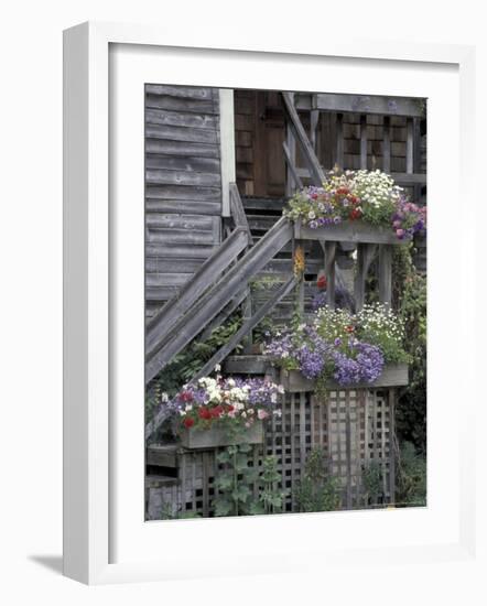 Flower Boxes on Whidbey Island, Washington, USA-William Sutton-Framed Photographic Print