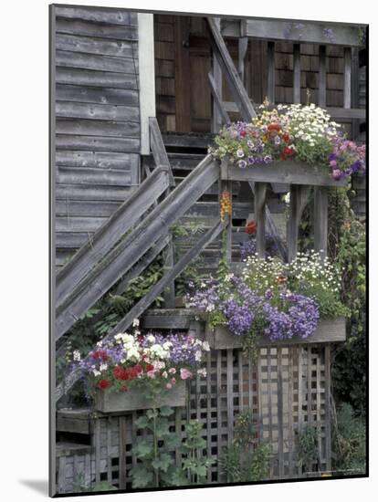 Flower Boxes on Whidbey Island, Washington, USA-William Sutton-Mounted Photographic Print