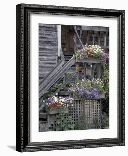 Flower Boxes on Whidbey Island, Washington, USA-William Sutton-Framed Photographic Print