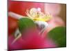 Flower Bud-Nicole Katano-Mounted Photo