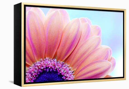 Flower Close-Up, Sunlight from Behind. Fresh, Spring Background-Michal Bednarek-Framed Premier Image Canvas