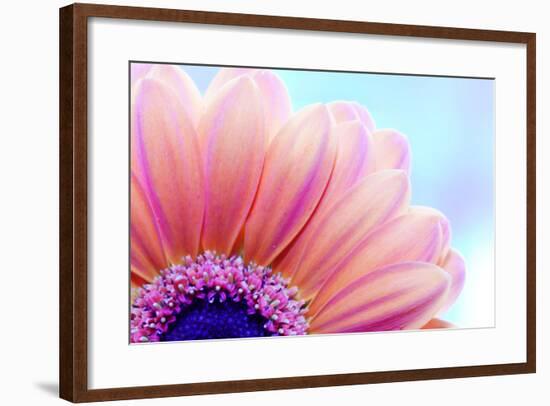 Flower Close-Up, Sunlight from Behind. Fresh, Spring Background-Michal Bednarek-Framed Photographic Print