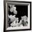 Flower Cluster 1-Jim Christensen-Framed Photographic Print