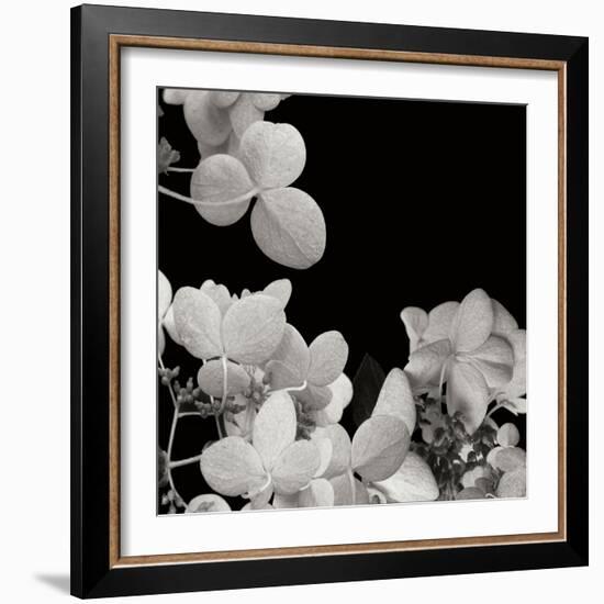 Flower Cluster 1-Jim Christensen-Framed Photographic Print