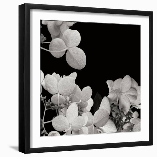 Flower Cluster 1-Jim Christensen-Framed Photographic Print