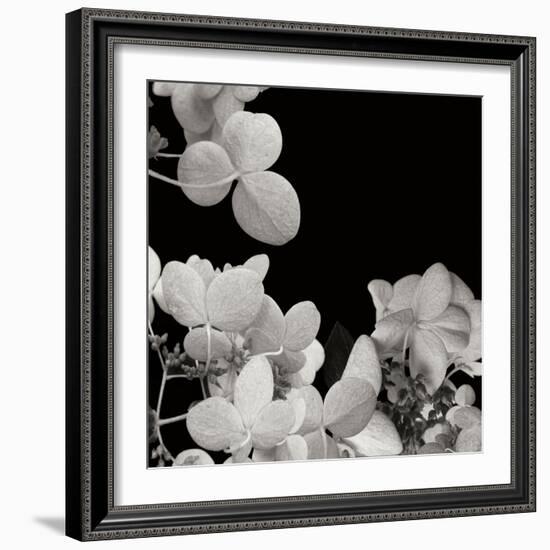 Flower Cluster 1-Jim Christensen-Framed Photographic Print