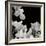 Flower Cluster 1-Jim Christensen-Framed Photographic Print