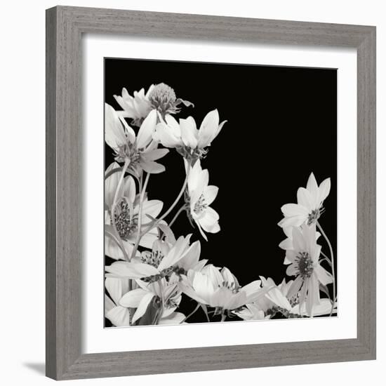 Flower Cluster 2-Jim Christensen-Framed Photographic Print