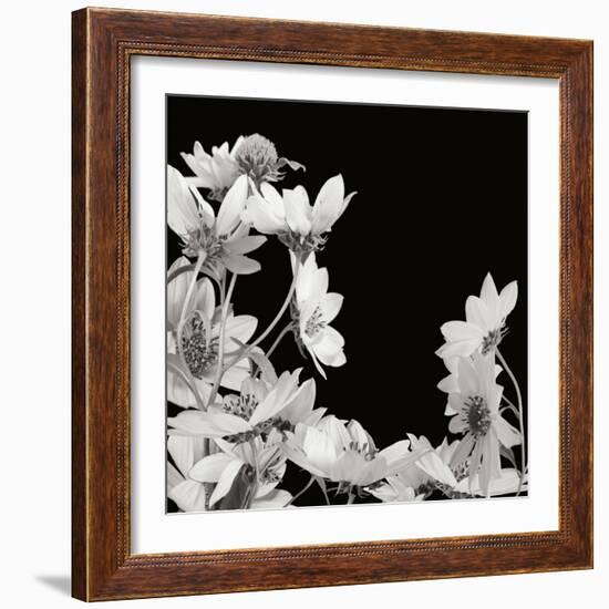 Flower Cluster 2-Jim Christensen-Framed Photographic Print