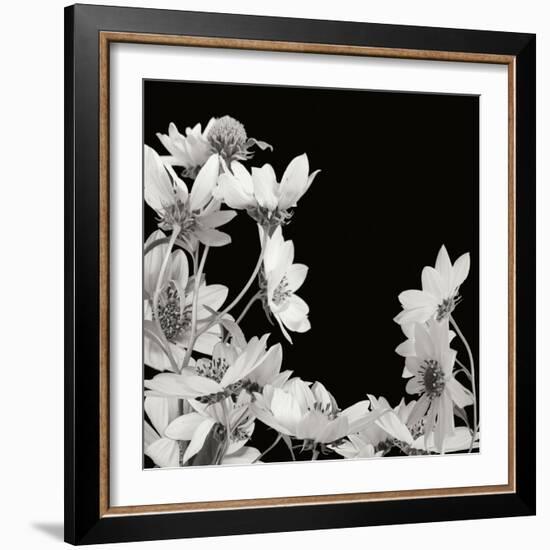 Flower Cluster 2-Jim Christensen-Framed Photographic Print