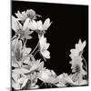 Flower Cluster 2-Jim Christensen-Mounted Photographic Print