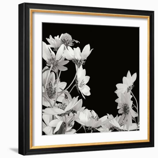 Flower Cluster 2-Jim Christensen-Framed Photographic Print