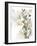 Flower Cluster II-Jennifer Goldberger-Framed Art Print