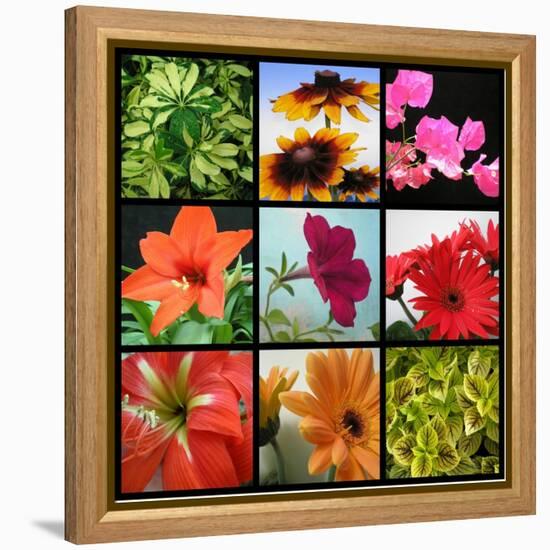 Flower Collage-Herb Dickinson-Framed Premier Image Canvas