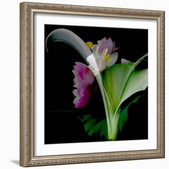 Flower Collage-Linda Arthurs-Framed Giclee Print