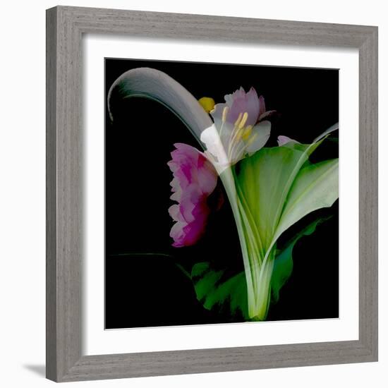 Flower Collage-Linda Arthurs-Framed Giclee Print