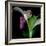 Flower Collage-Linda Arthurs-Framed Giclee Print